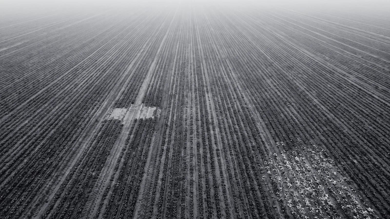 Illustrative frame: an aerial view of crop rows, with computer vision counting individual plants, marking the gaps where plants are missing and segmenting a patch of paler foliage. Shown in black and white, with the annotated regions revealed in colour.
